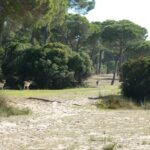 Doñana_004